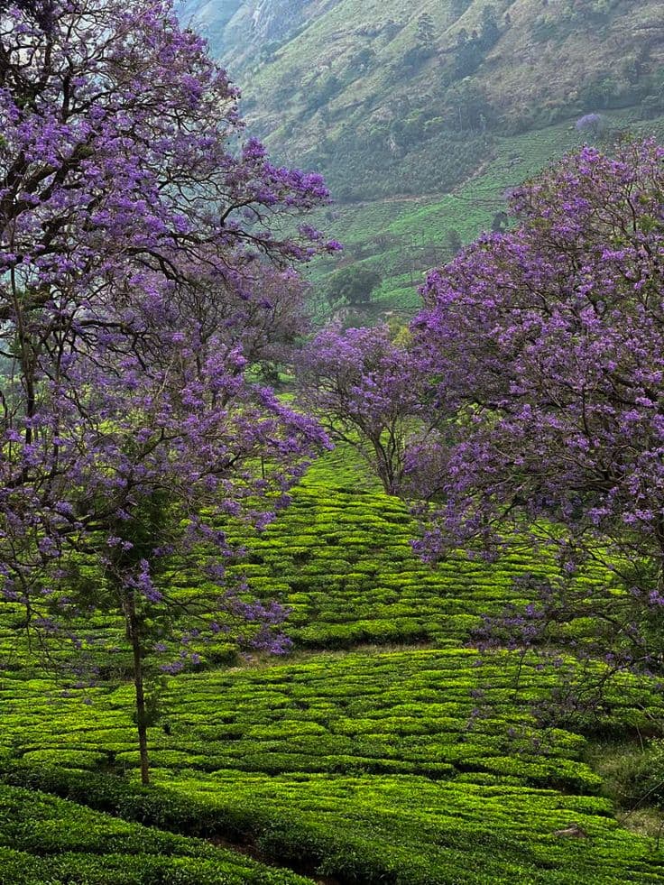 Munnar
